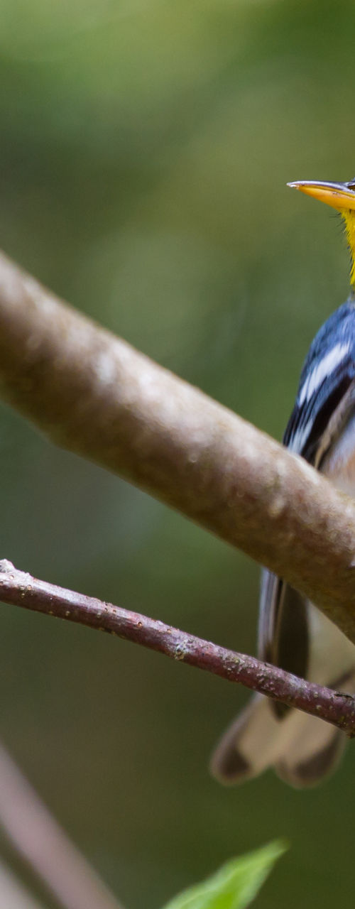 Colorful songbird perched on tree branch