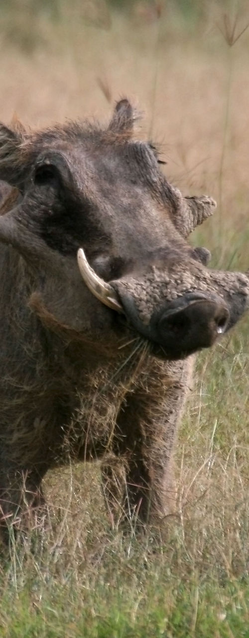 Warthog standing in grassy savanna