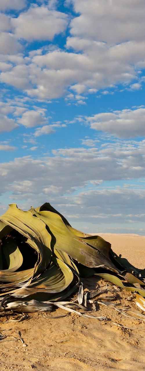 Welwitschia plant in desert landscape