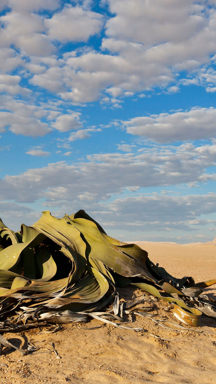 Moon Landscape & Sighting of the Welwitschia Plant