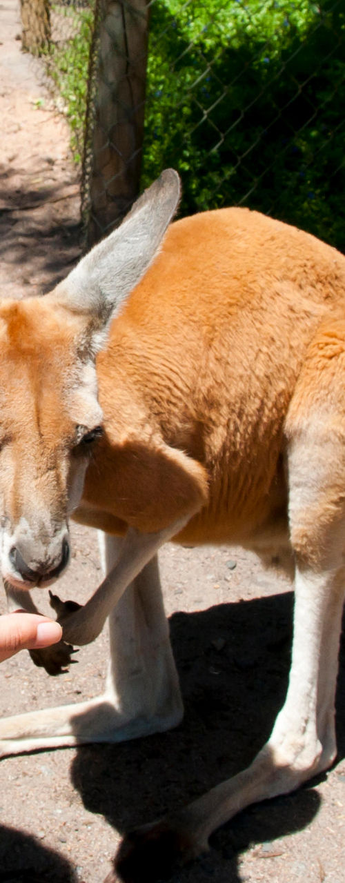 Woman feeding kangaroo in outdoor setting