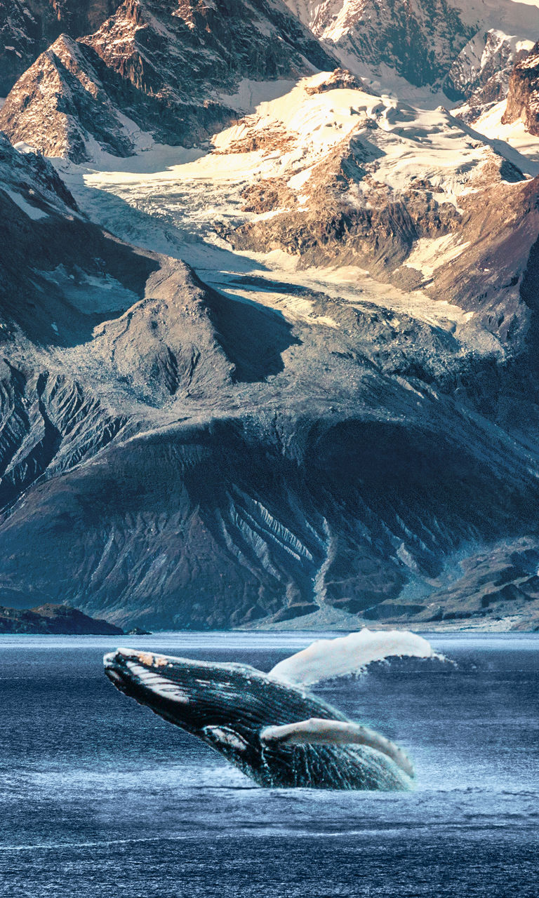 Humpback whale breaching in icy mountain landscape
