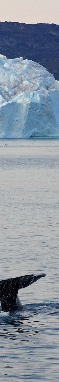 Whale tail near iceberg in Arctic waters