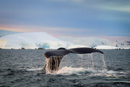 Whale tail in icy Antarctic waters