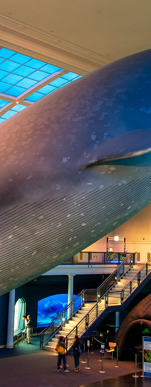 Blue whale exhibit in museum hall