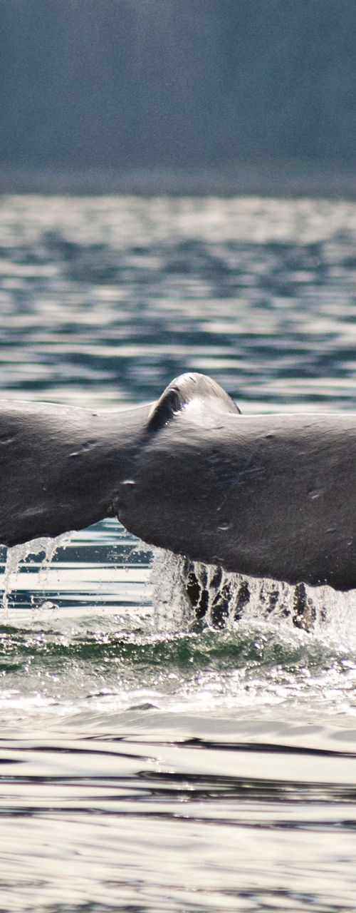 Humpback whale tail in ocean waters