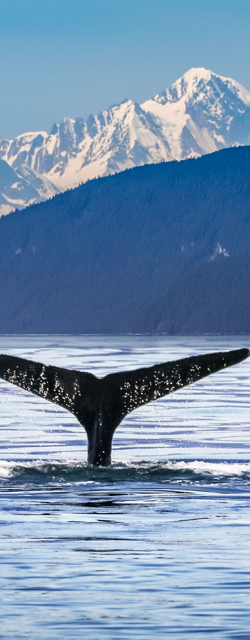 Whale tail in serene mountain waters