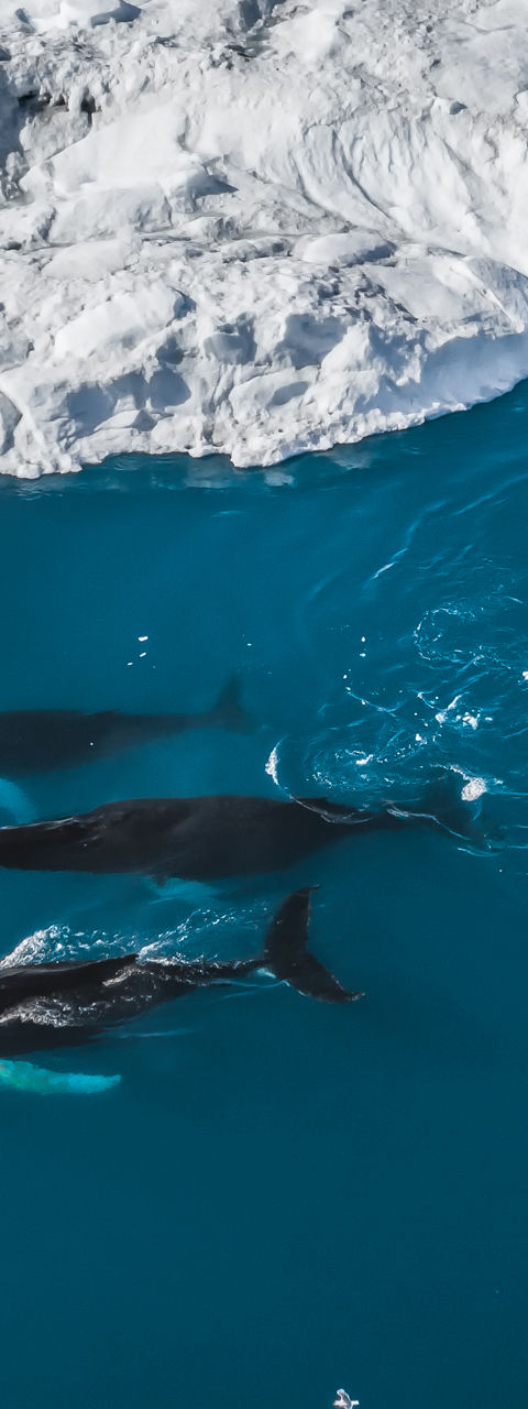Whales swimming near icy glacier waters