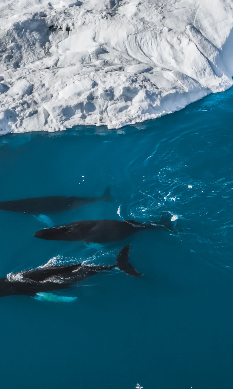 Whales swimming near icy glacier waters