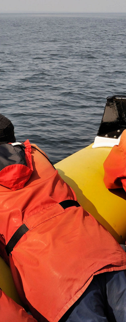 Group whale watching on open water