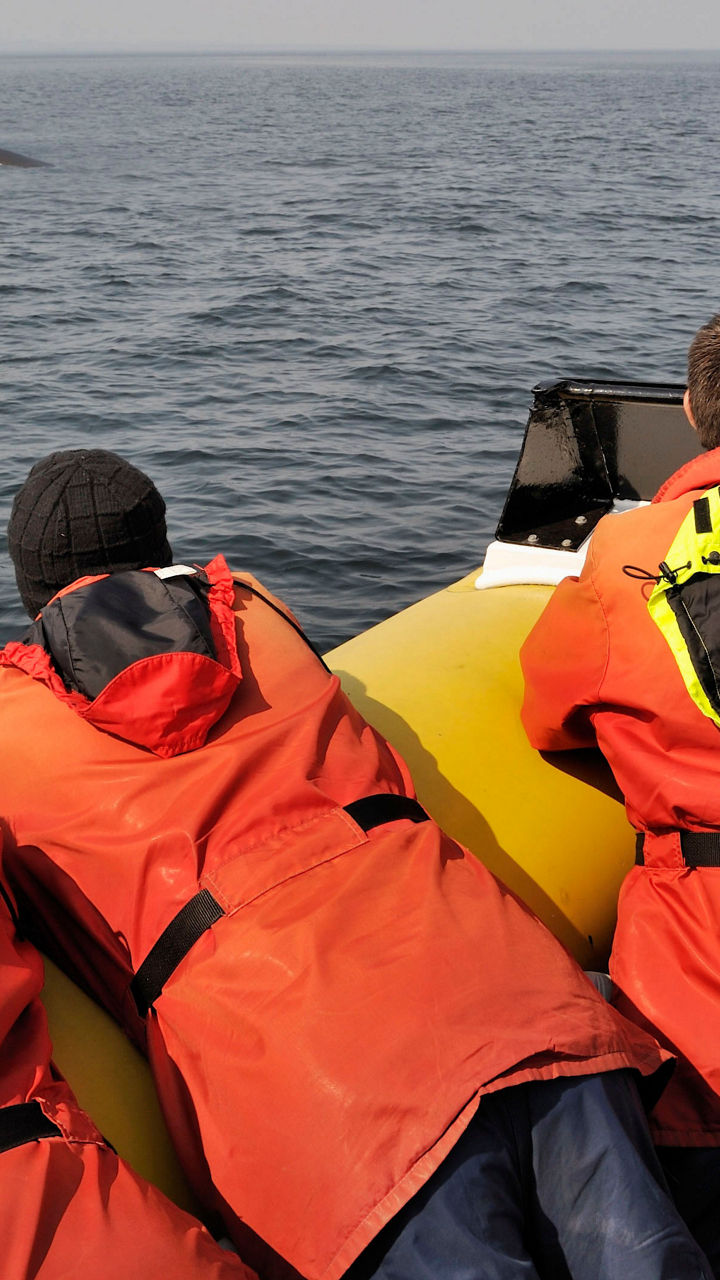 Whale Watching