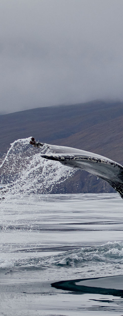 Whale tail near boat in scenic waters