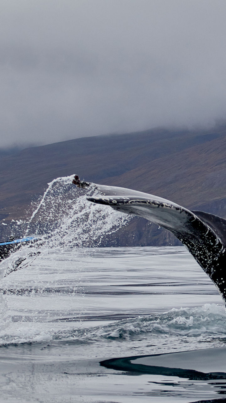Whale Watching by RIB