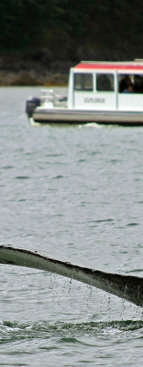 Whale tail near tour boat in water