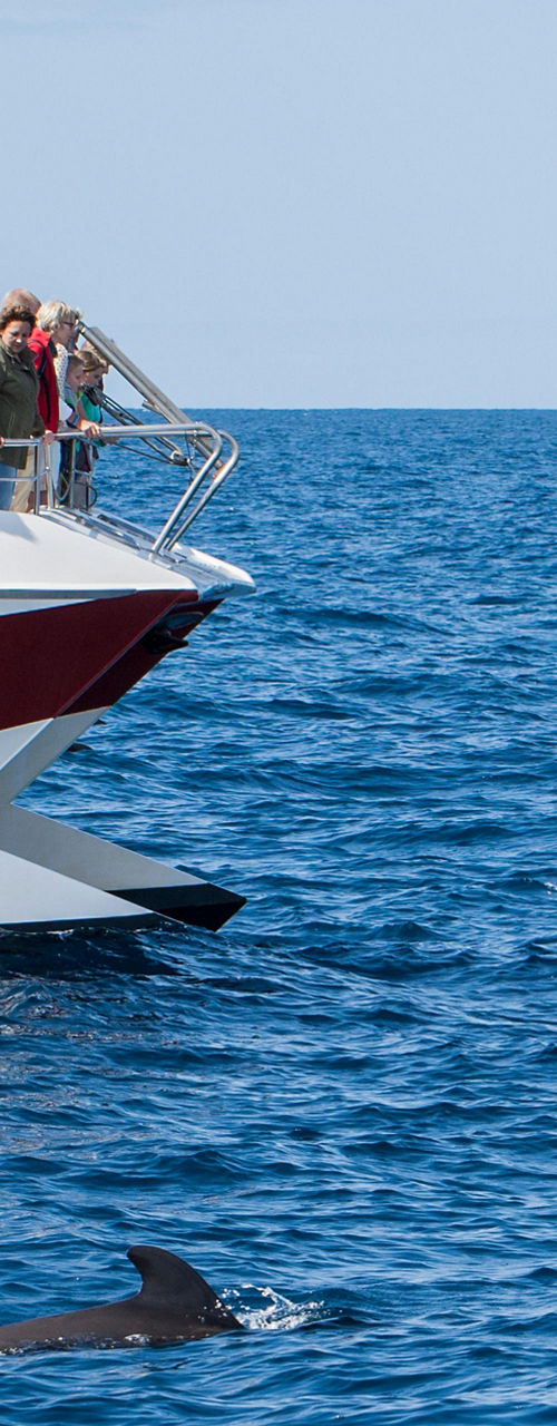 Tourists on boat watching dolphins at sea