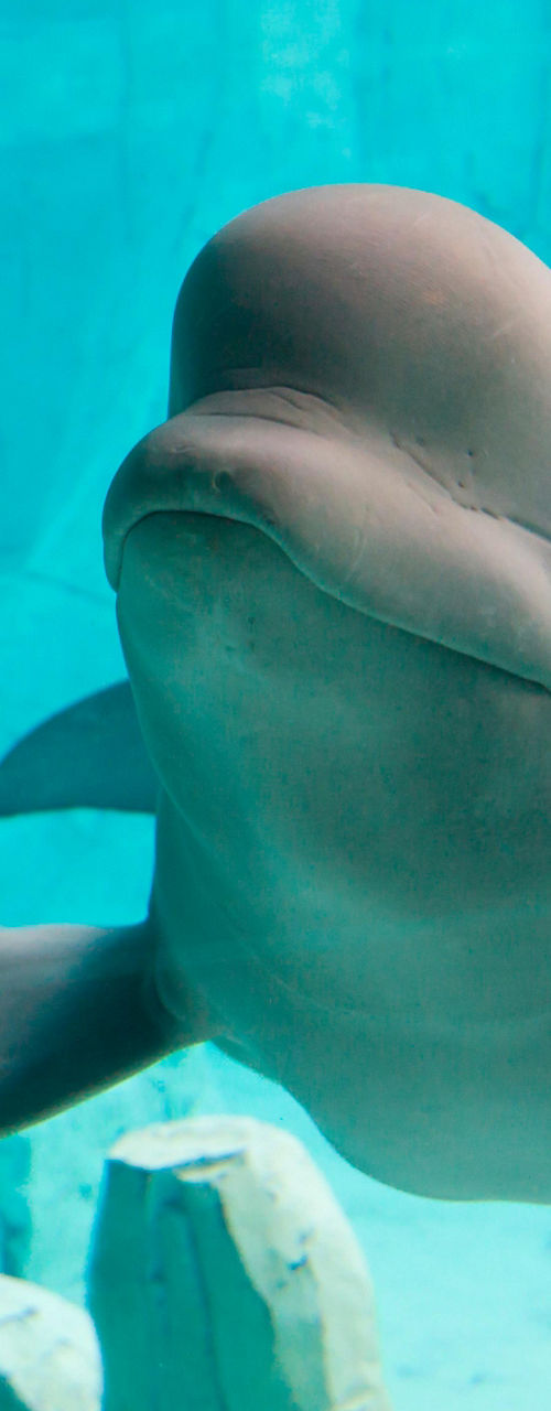 Beluga whale swimming in underwater habitat