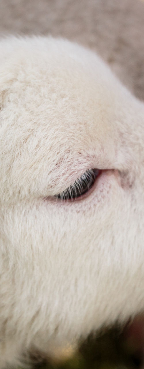 Lamb drinking milk from a bottle