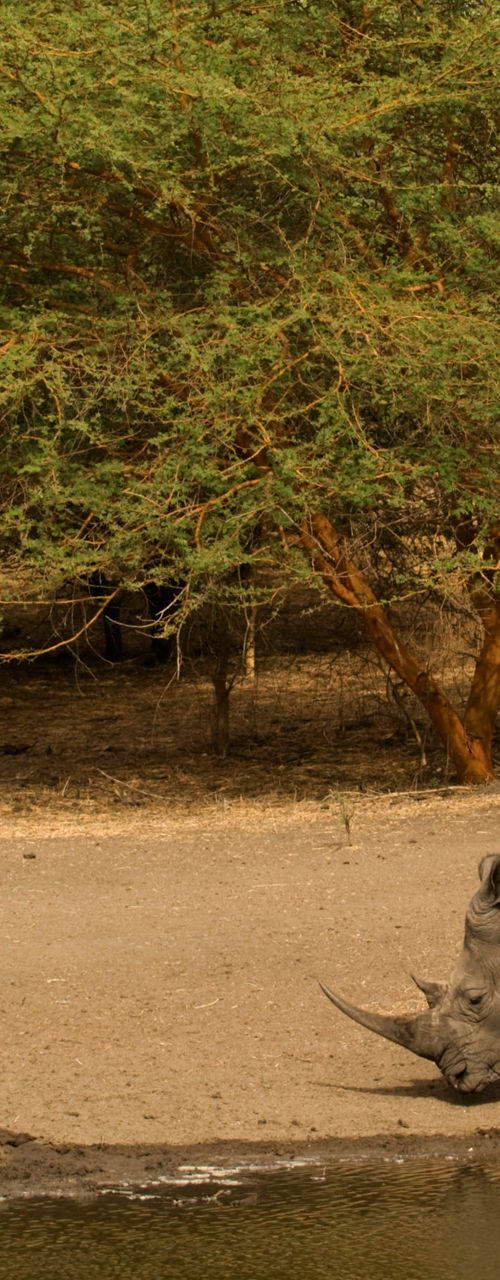 Rhino drinking water in dry savanna