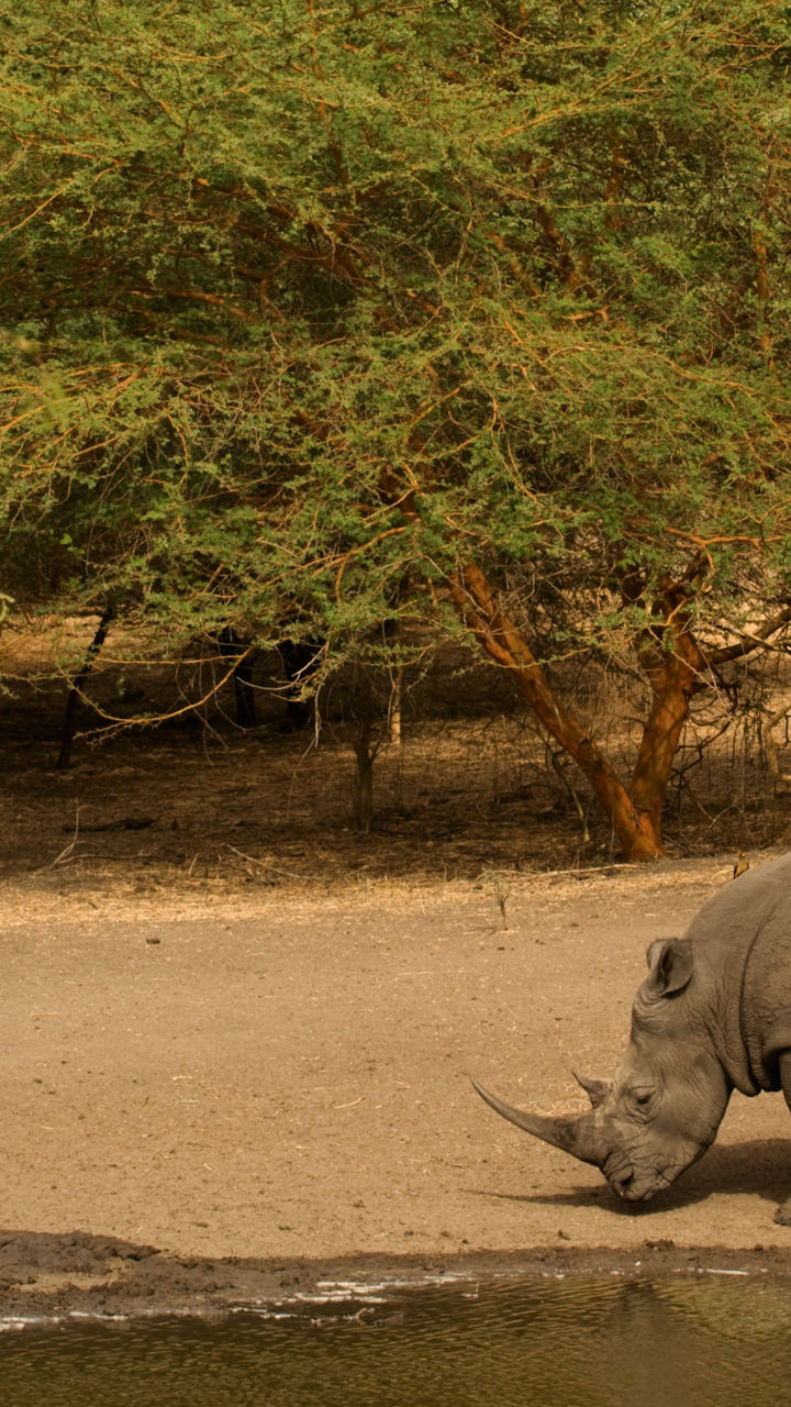 Bandia Reserve Safari