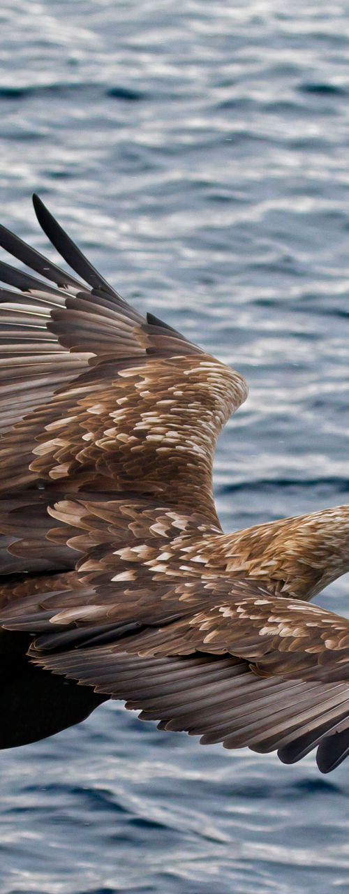 Eagle soaring over open ocean waters