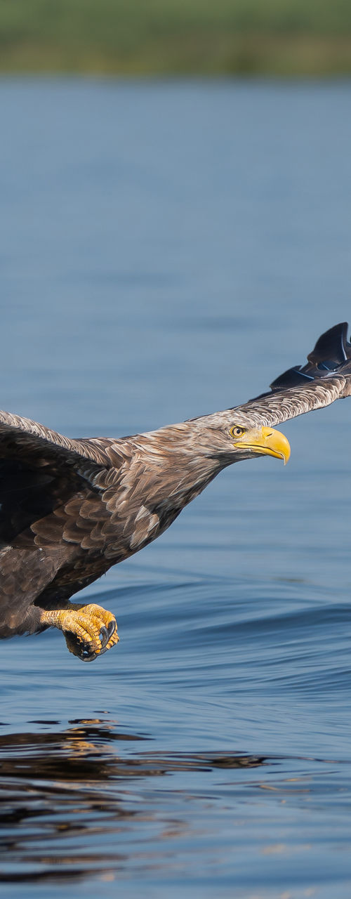Majestic eagle skimming over calm lake