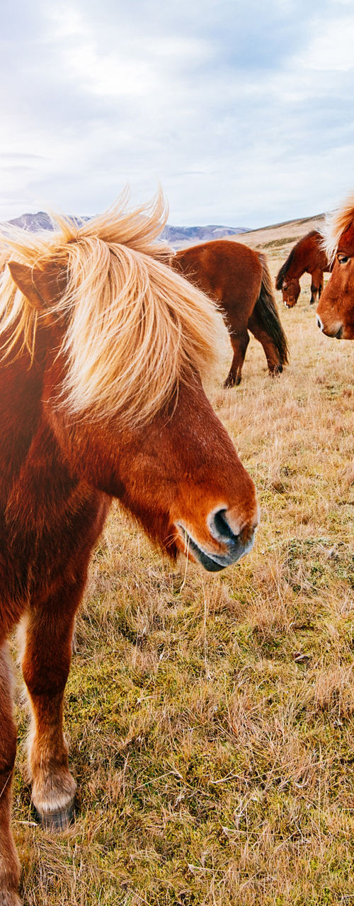 Icelandic horses grazing in scenic landscape