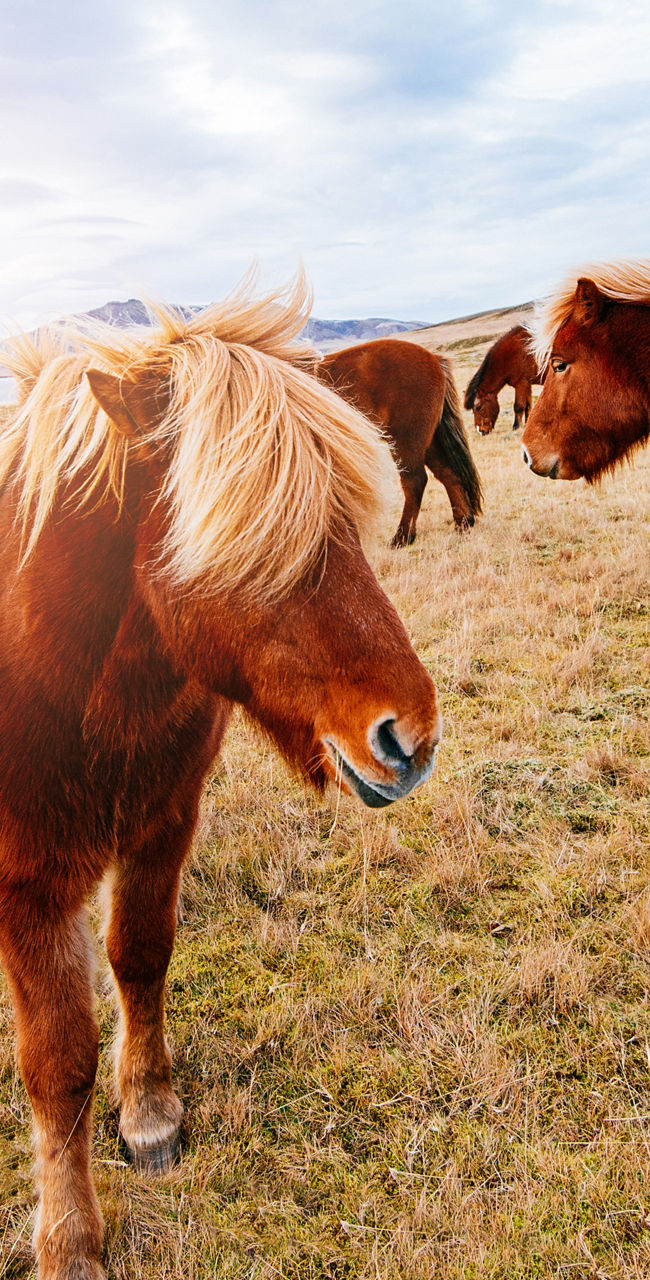 Icelandic horses grazing in scenic landscape