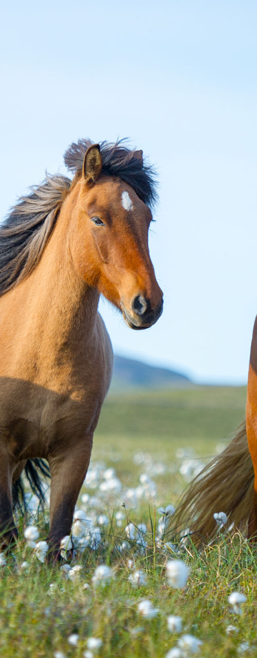 Four Icelandic horses in grassy field