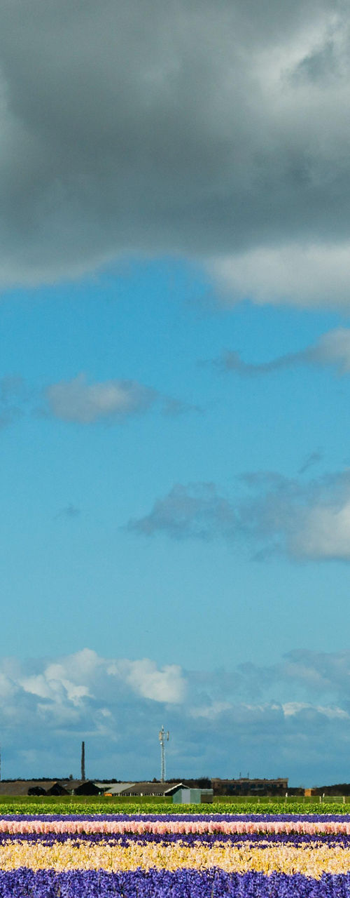 Wind turbines over colorful flower fields