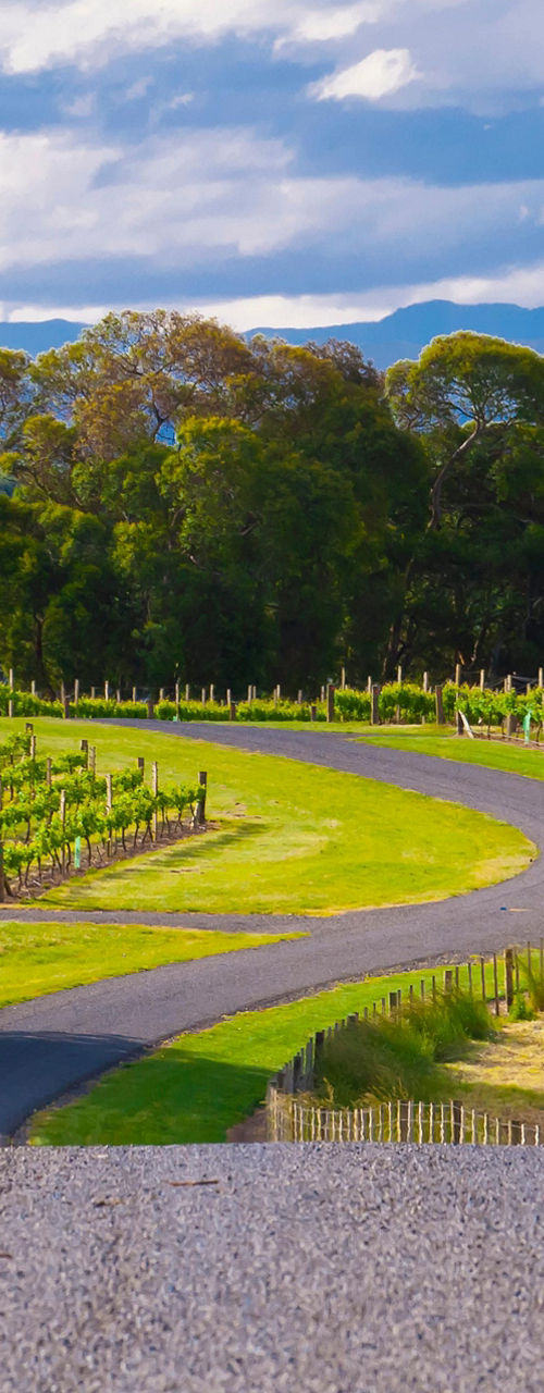 Scenic vineyard landscape with winding road