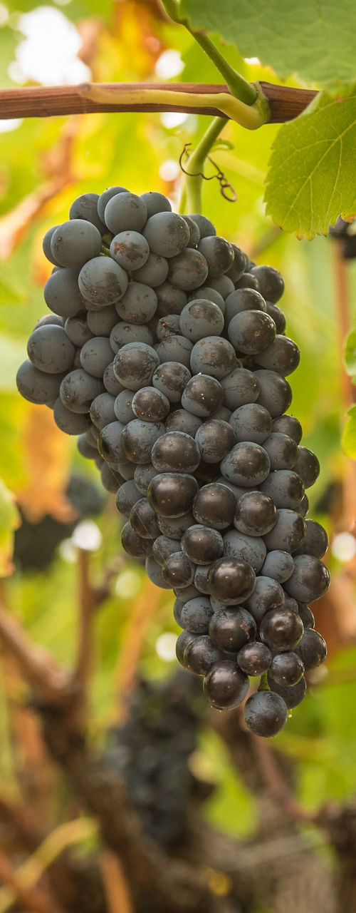 Ripe dark grapes hanging on vineyard vine