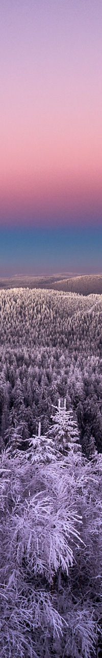 Snowy forest at sunset with pastel sky