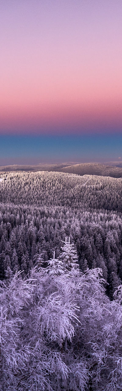Snowy forest at sunset with pastel sky