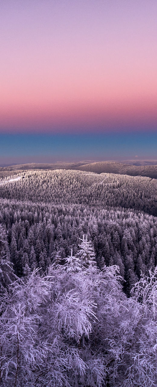 Snowy forest at sunset with pastel sky