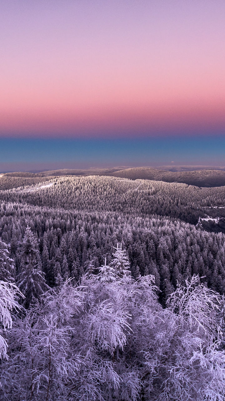 Snowy forest at sunset with pastel sky