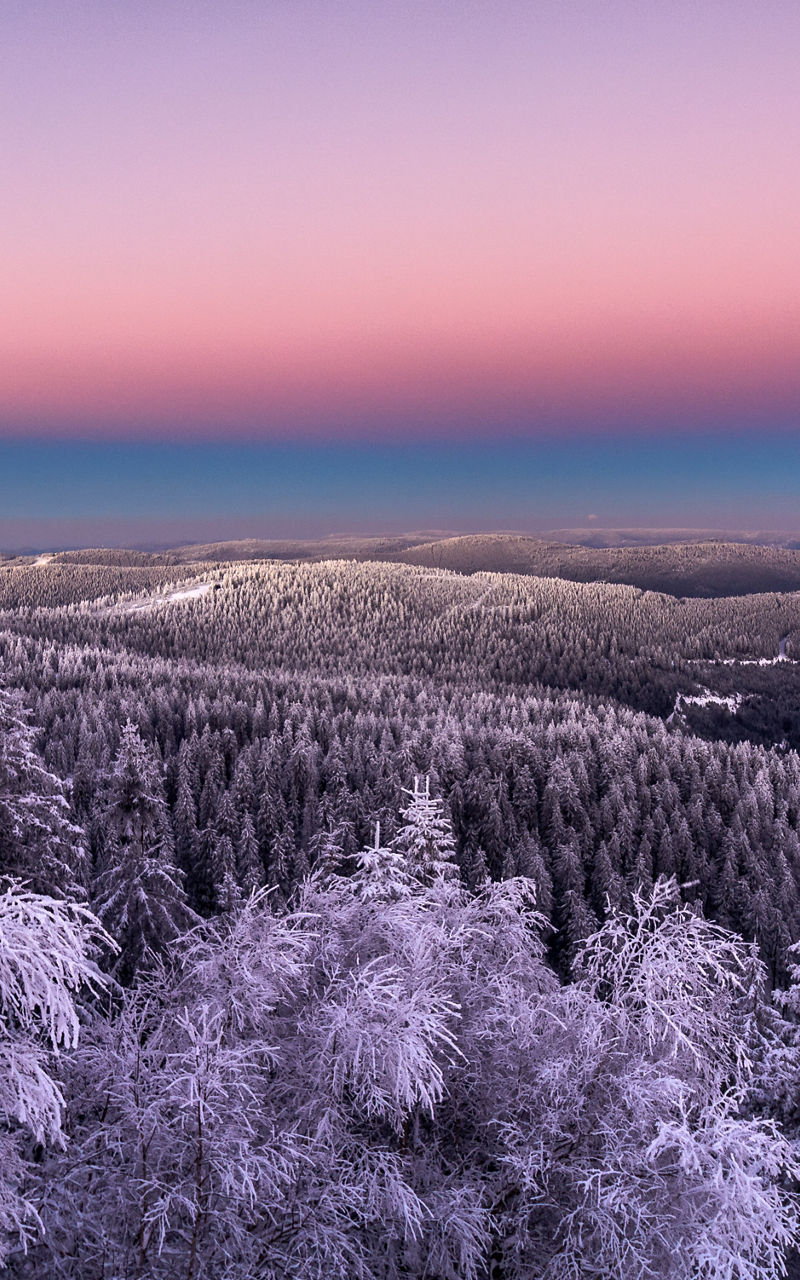 Snowy forest at sunset with pastel sky