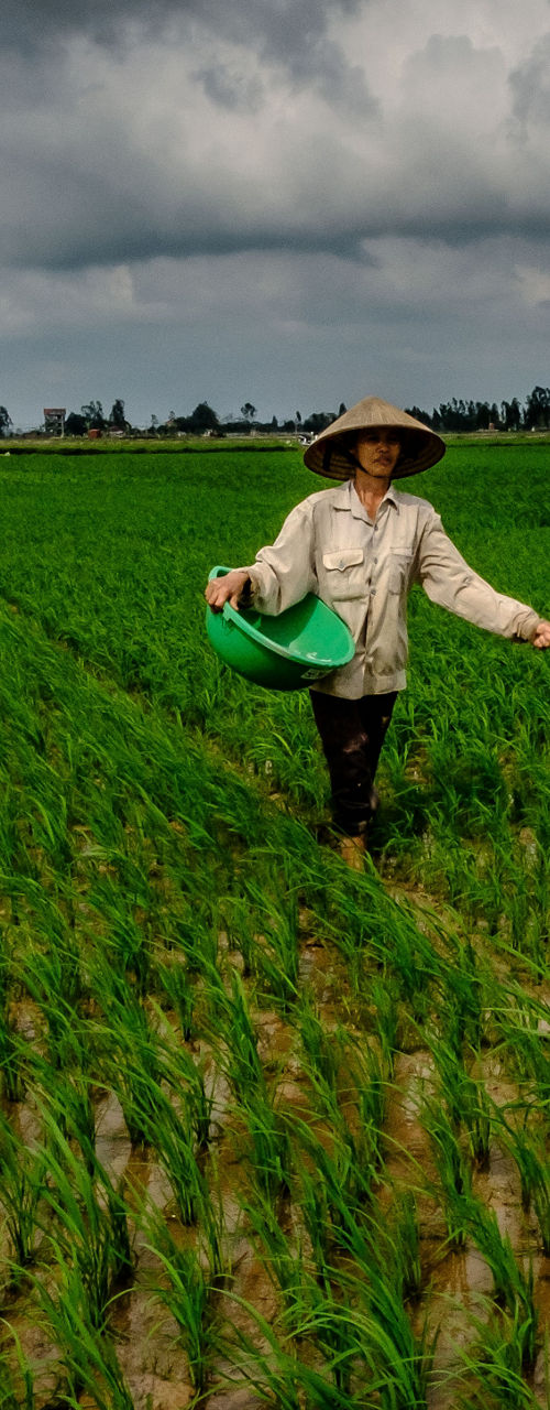 Farmer tending rice field under cloudy skies