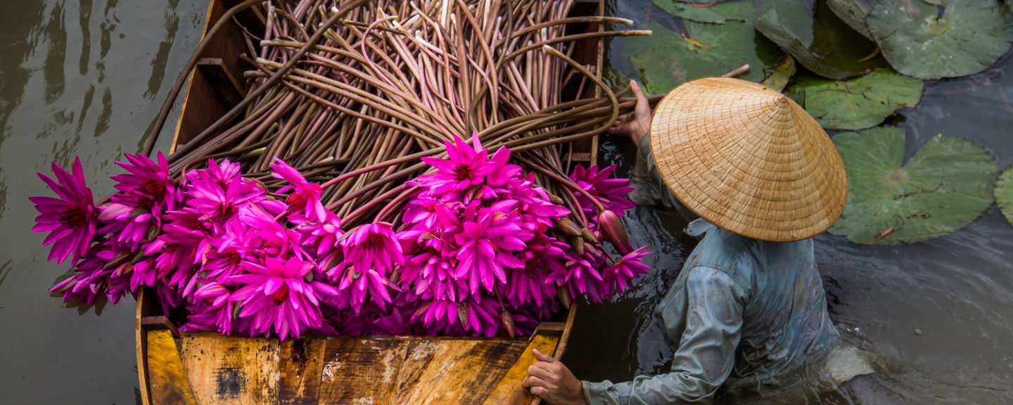Farmer harvesting pink water lilies