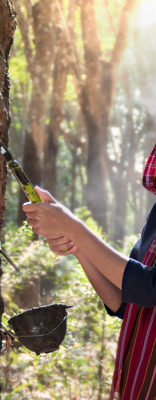 Rubber tapping in a forest setting