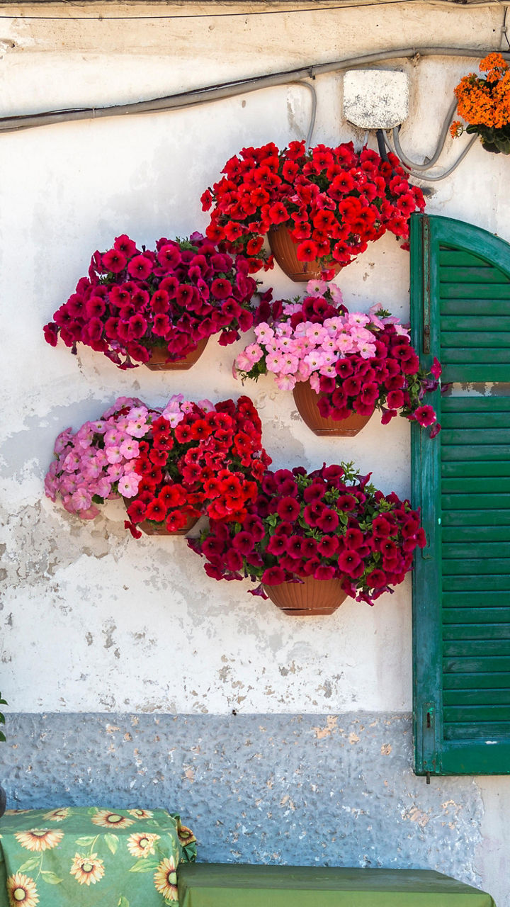 Woman reading by flowered window