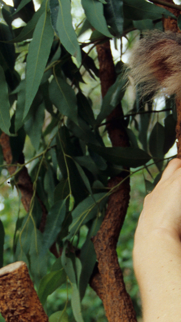 Townsville & Billabong Sanctuary