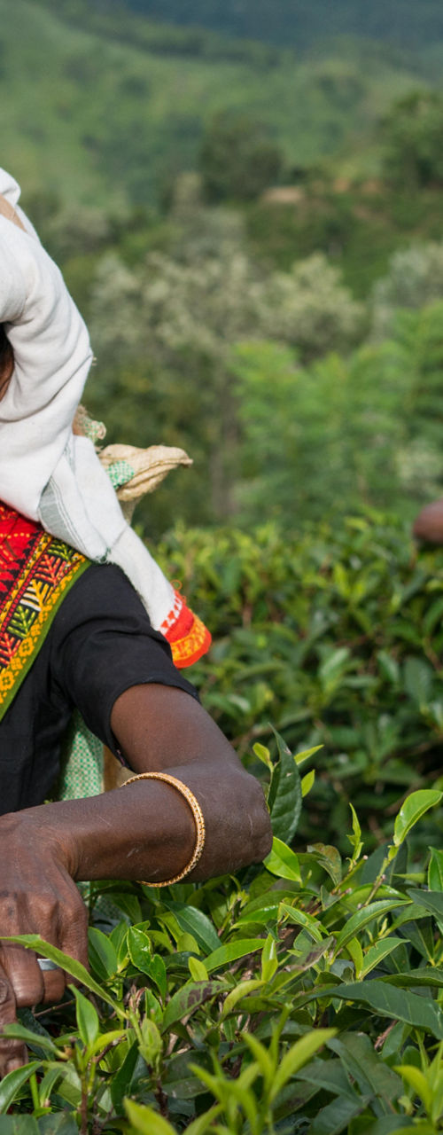 Tea plantation workers in lush landscape