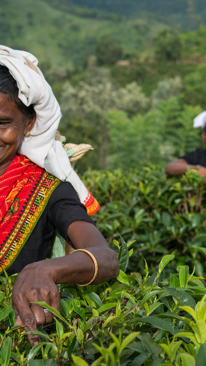 Ceylon Tea Experience at Ingiriya