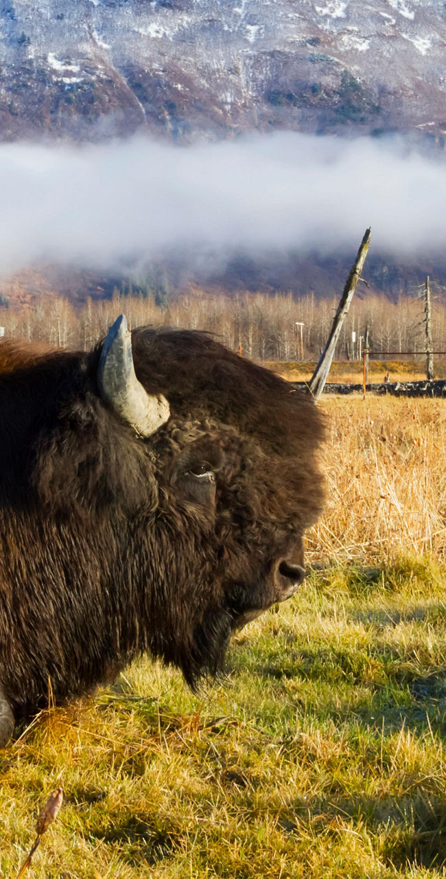 Bison resting in mountain valley
