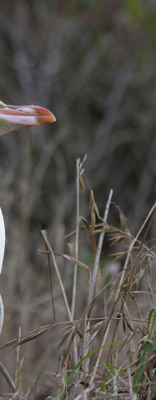 Yellow-eyed penguin in natural habitat