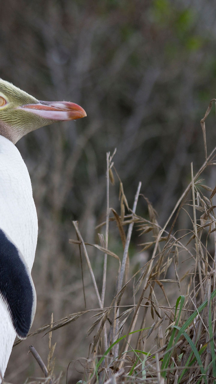 Penguin Beach at Natures Wonders