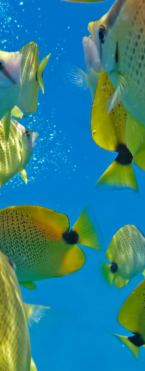 School of tropical fish in clear water
