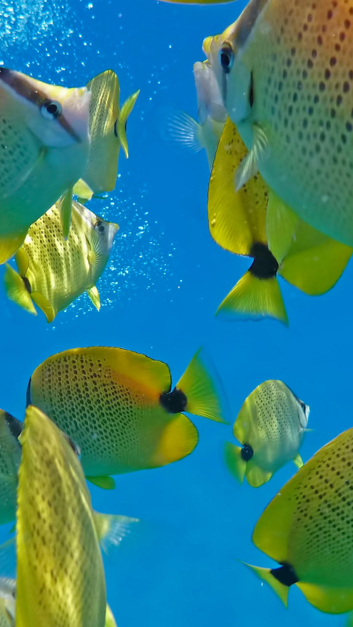 Whitsundays Snorkeling Experience