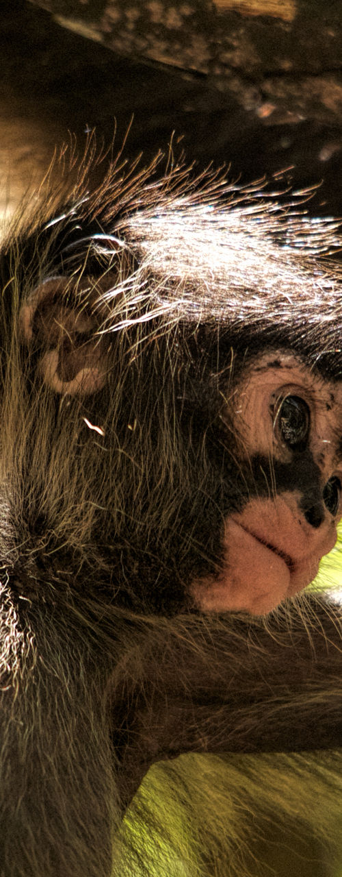 Young spider monkey in lush forest
