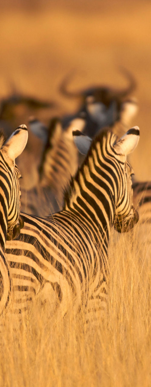 Zebras and wildebeests in golden savanna